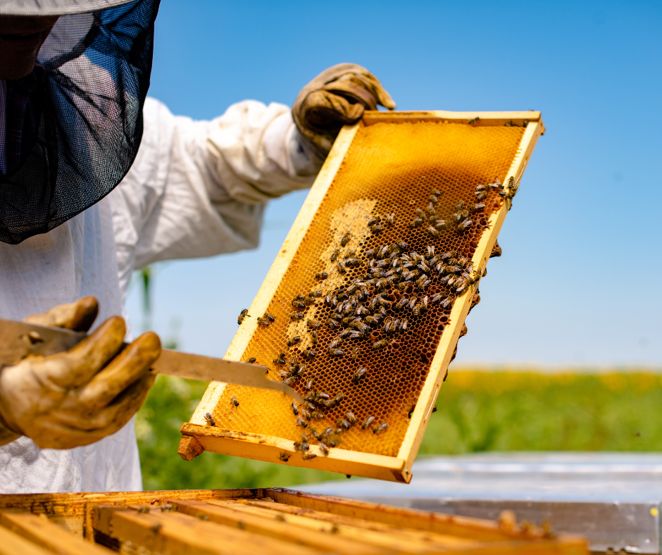 hive of bees with a beekeeper using artificial intelligence tools as monitoring