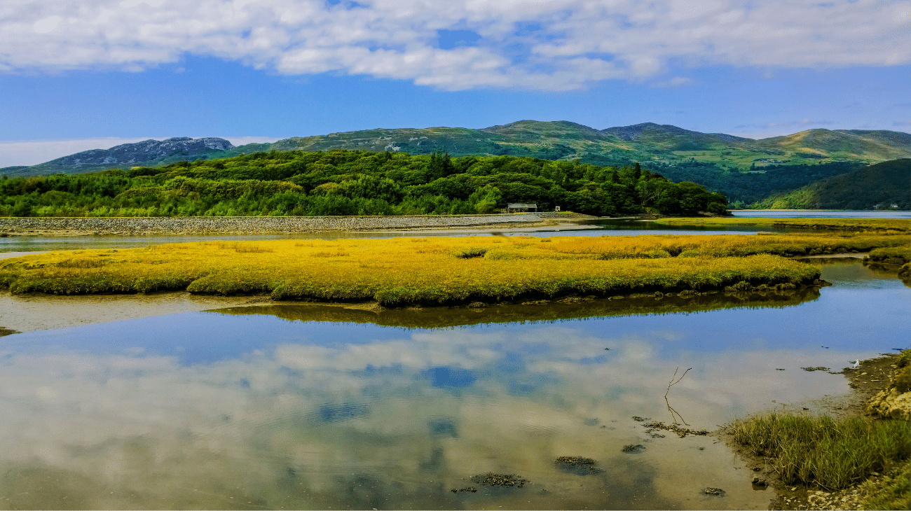 Wetlands of different colours with vegetation and ponds