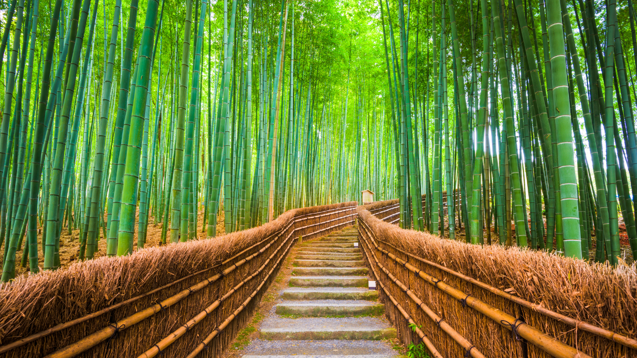 bamboo represented by tall green canes