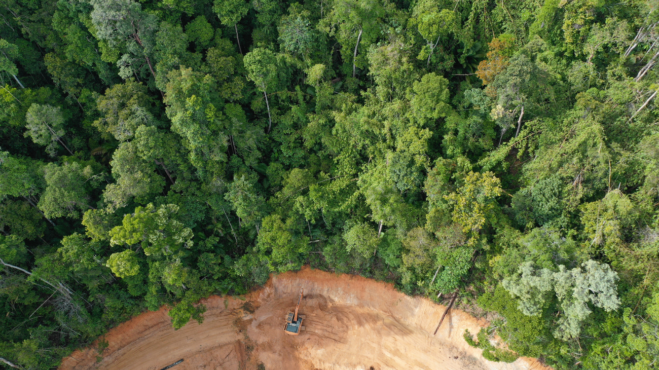 La deforestazione aumenta ancora