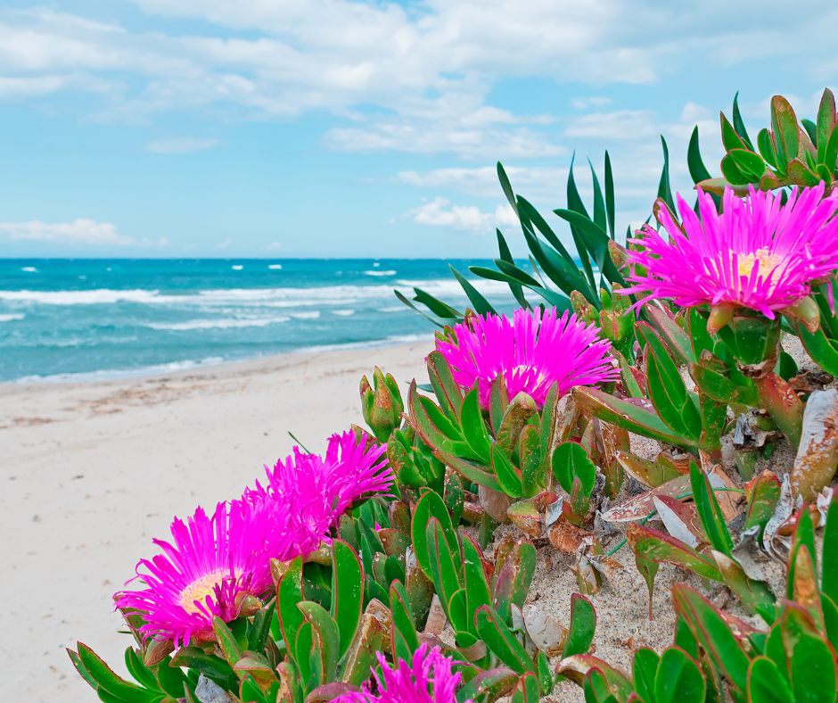 maritime heath with alien plants overlooking the beach