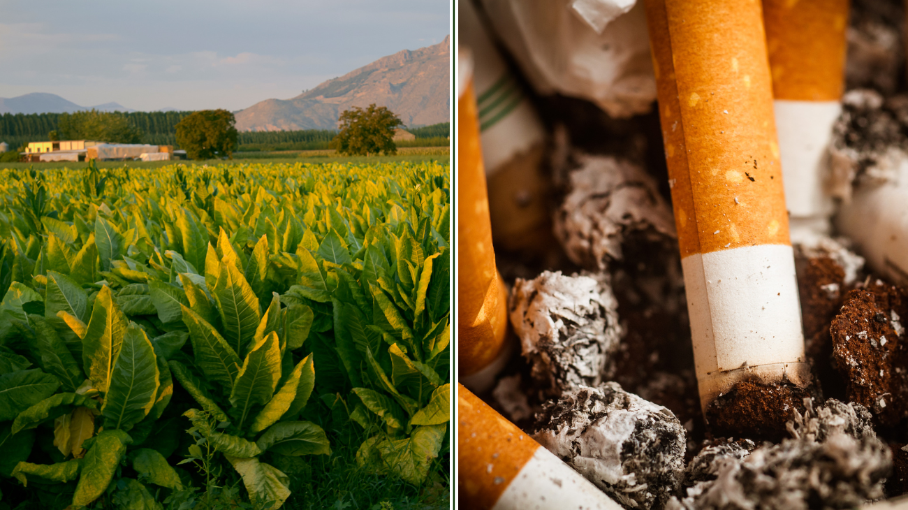 Photo showing a tobacco plantation on the left-hand side and the remains of various consumed cigarettes on the right-hand side.