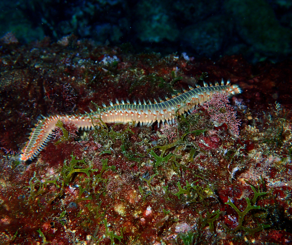 Vermocane colorato adagiato su substrato marino