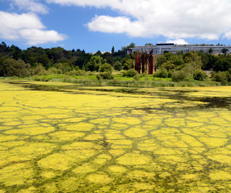 Eutrophication appears as a grassy cover over water