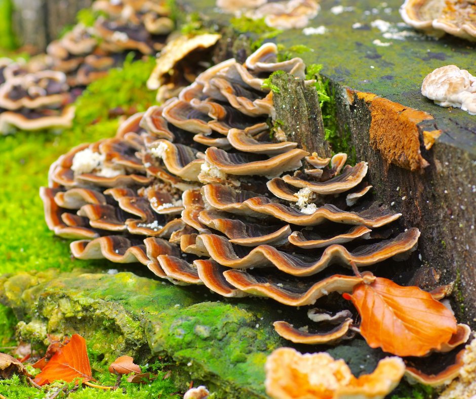 Mushrooms and drainage: the recipe for a healthy environment