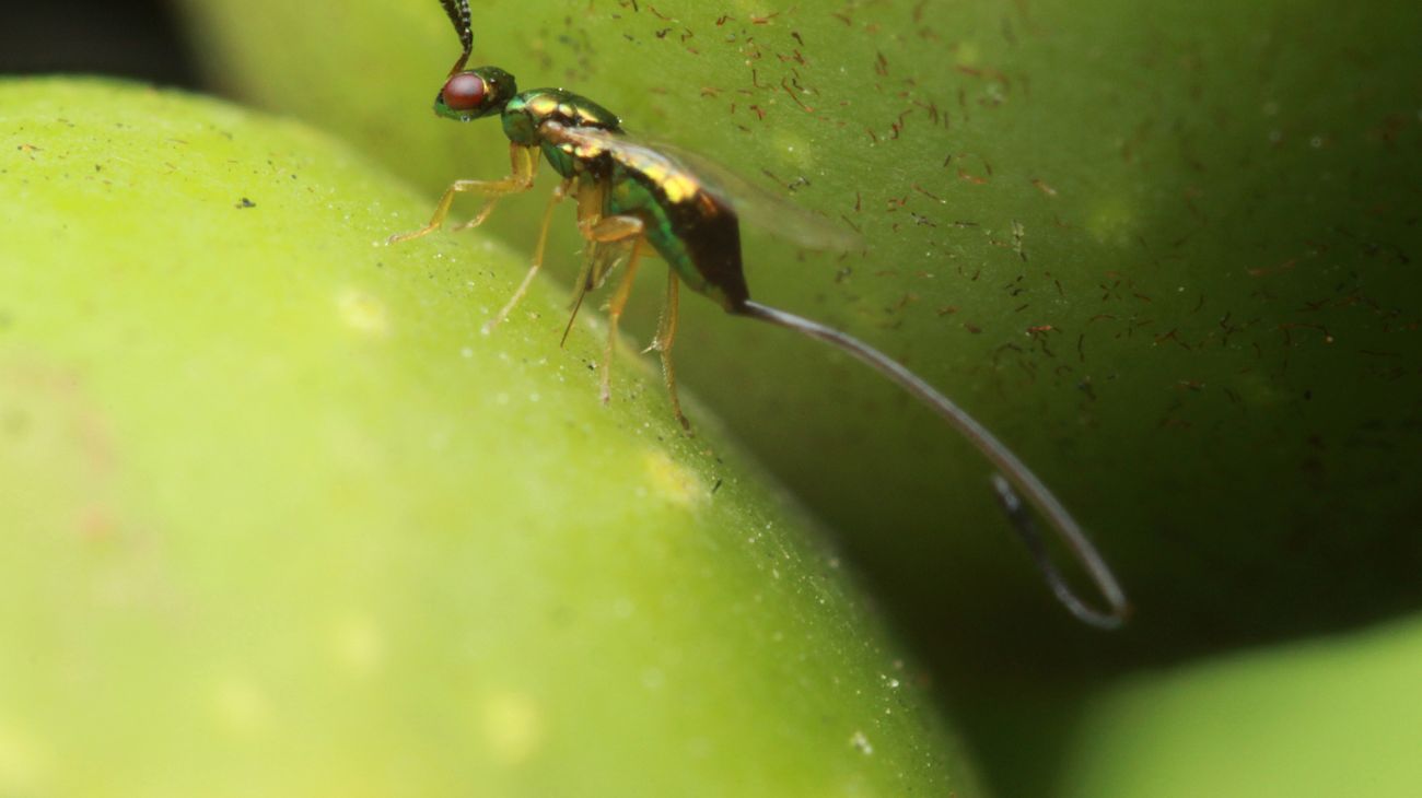 Fig wasp: a small insect with an exceptional role